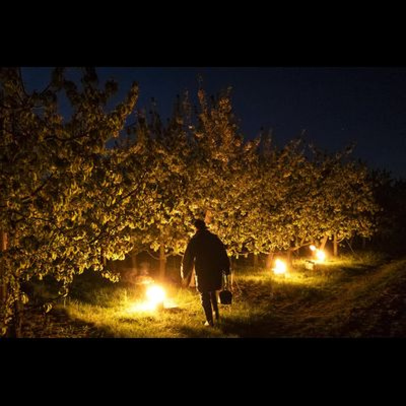 Falešné jaro bude častější. Někde může pomoct protimrazová závlaha by Týdeník Respekt